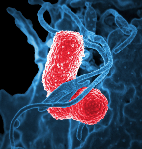 bacteria-lg