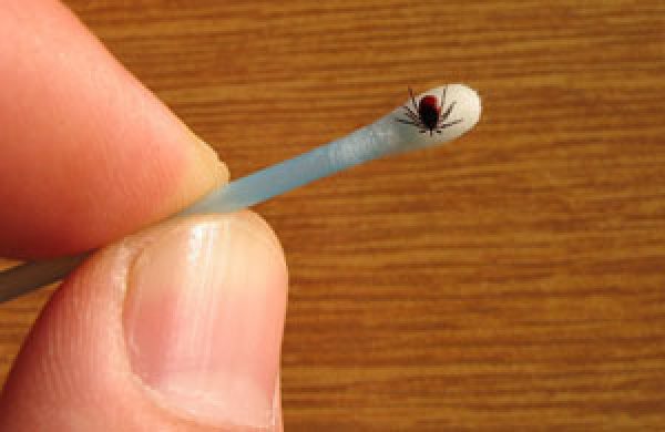 Best Way To Remove A Tick: The Wet Q-Tip Method | Uprooting Lyme
