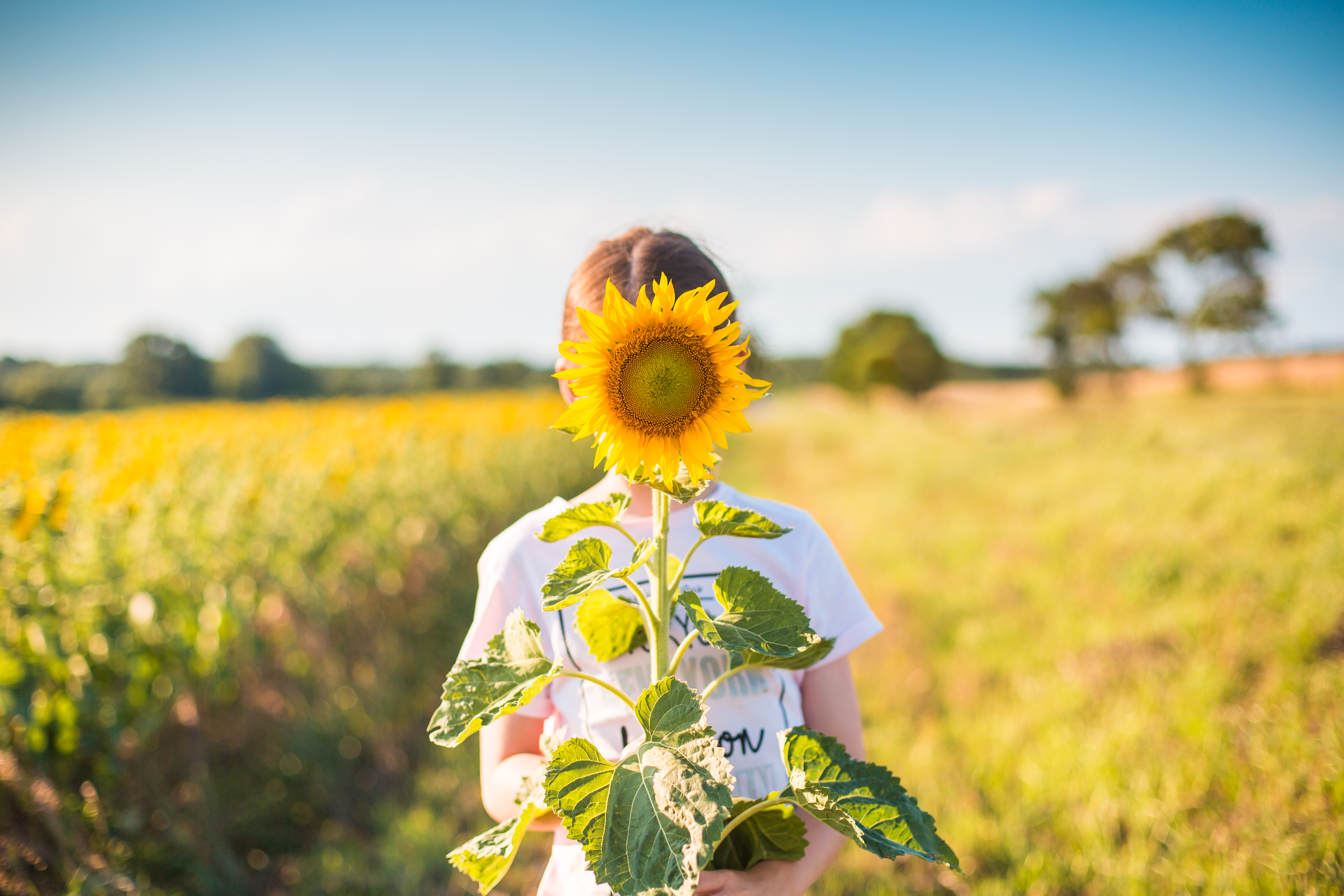 little-girl-with-sunflower-in-a-sunflower-field-picjumbo-com