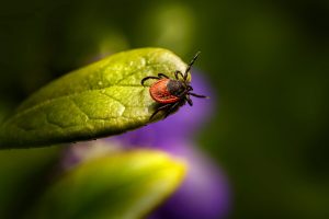 A Natural Approach to Lyme Disease Preventions & Treatment