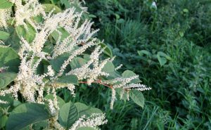japanese knotweed for Lyme disease